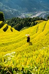 mountains, plateau, step, nature, field, people, rice, countryside, outdoors, agriculture
